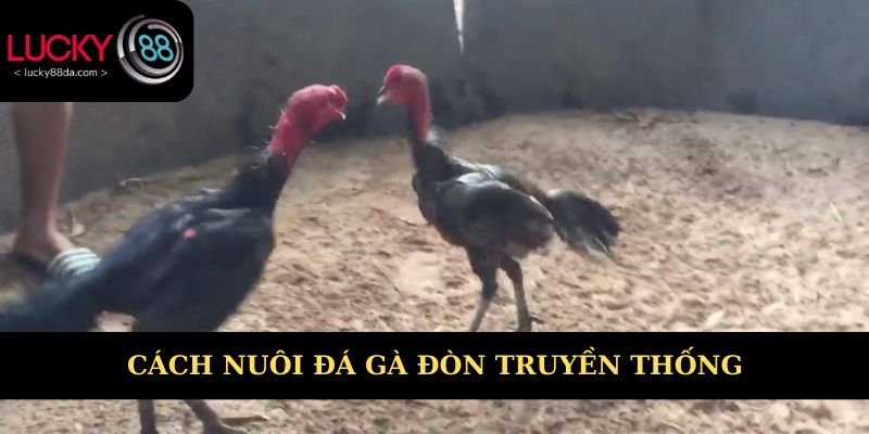 Cách nuôi & huấn luyện đá gá đòn truyền thống