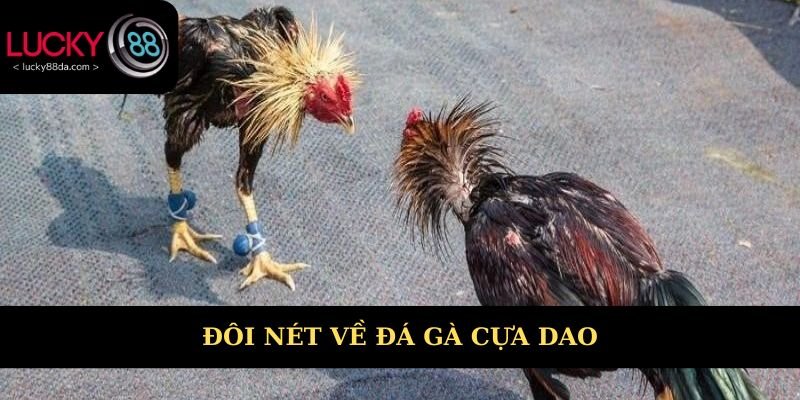 Đôi nét về đá gà cựa dao