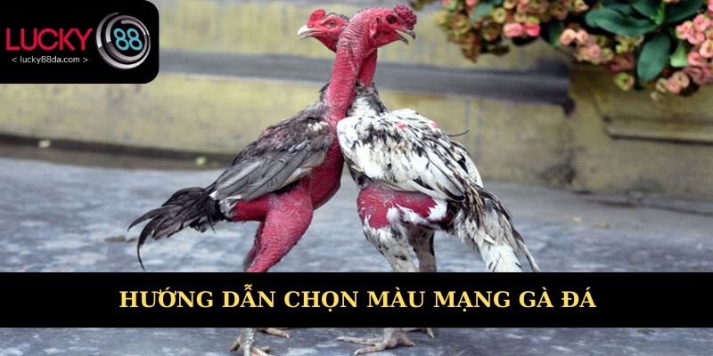 Hướng dẫn chọn màu mạng gà đá phù hợp