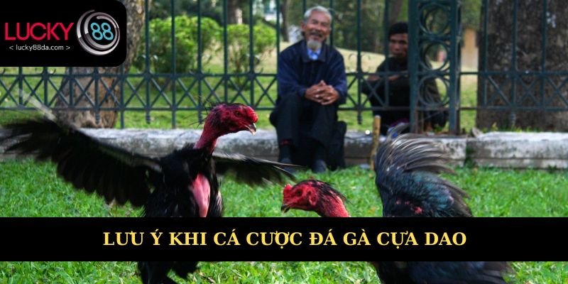 Lưu ý khi cá cược đá gà cựa dao