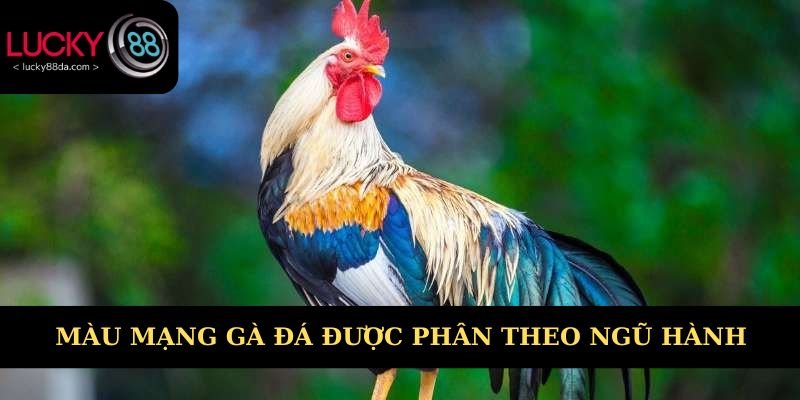 Màu mạng gà đá được phân theo ngũ hành
