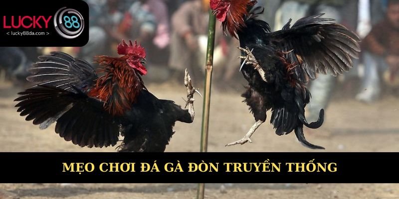 Mẹo chơi đá gà đòn truyền thống hay