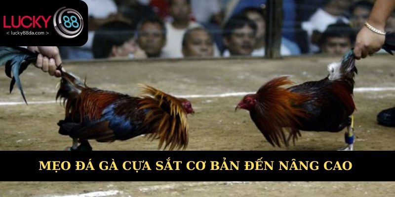 Mẹo đá gà cựa sắt cơ bản đến nâng cao