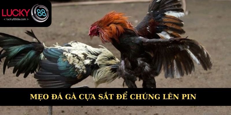 Mẹo đá gà cựa sắt để chúng lên pin giữ sức bền