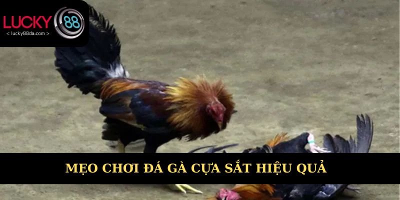 Mẹo đá gà cựa sắt hay và hiệu quả bạn chưa biết