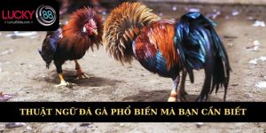 thuật ngữ đá gà phổ biến