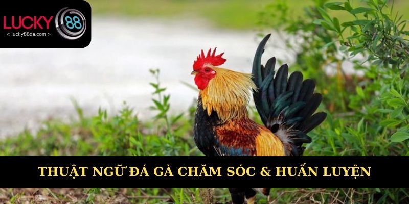 Thuật ngữ trong chăm sóc và huấn luyện chiến kê