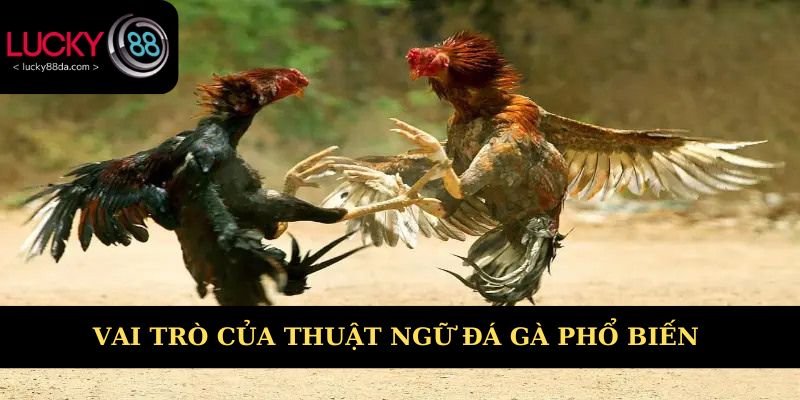 Tìm hiểu chung về vai trò thuật ngữ đá gà phổ biến