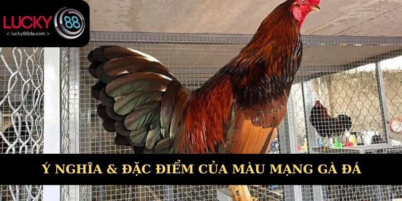 Ý nghĩa & đặc điểm màu mạng gà đá
